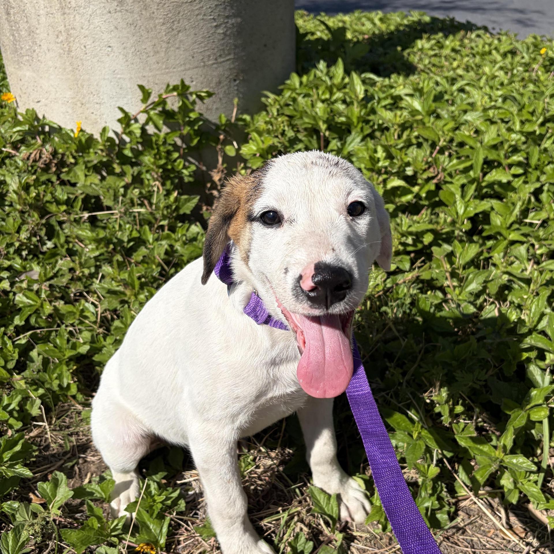 A baby medium-sized male Labrador Retriever dog named Lucas for adoption in Harlingen, TX