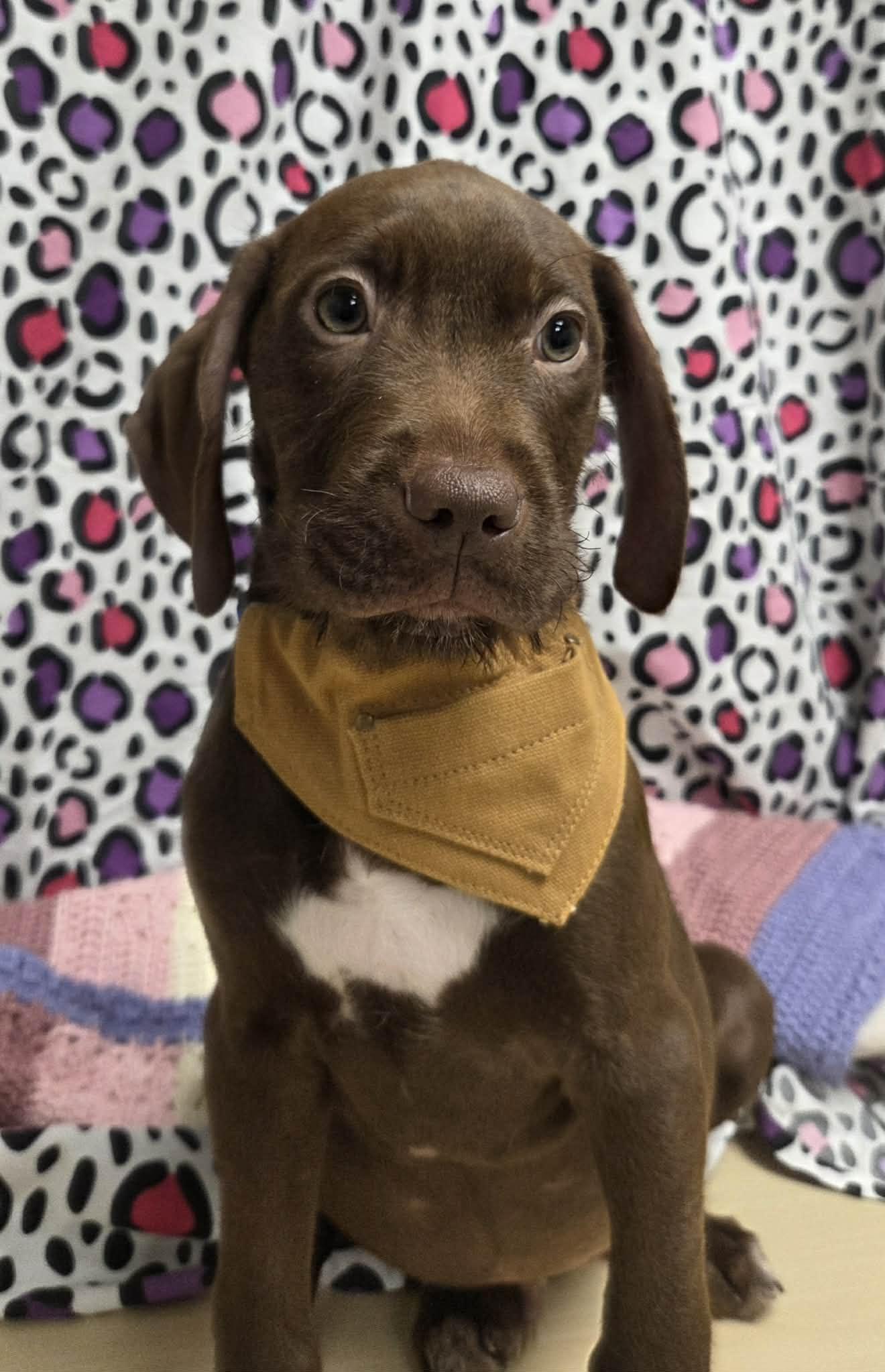 Max The Houndpointer Puppy