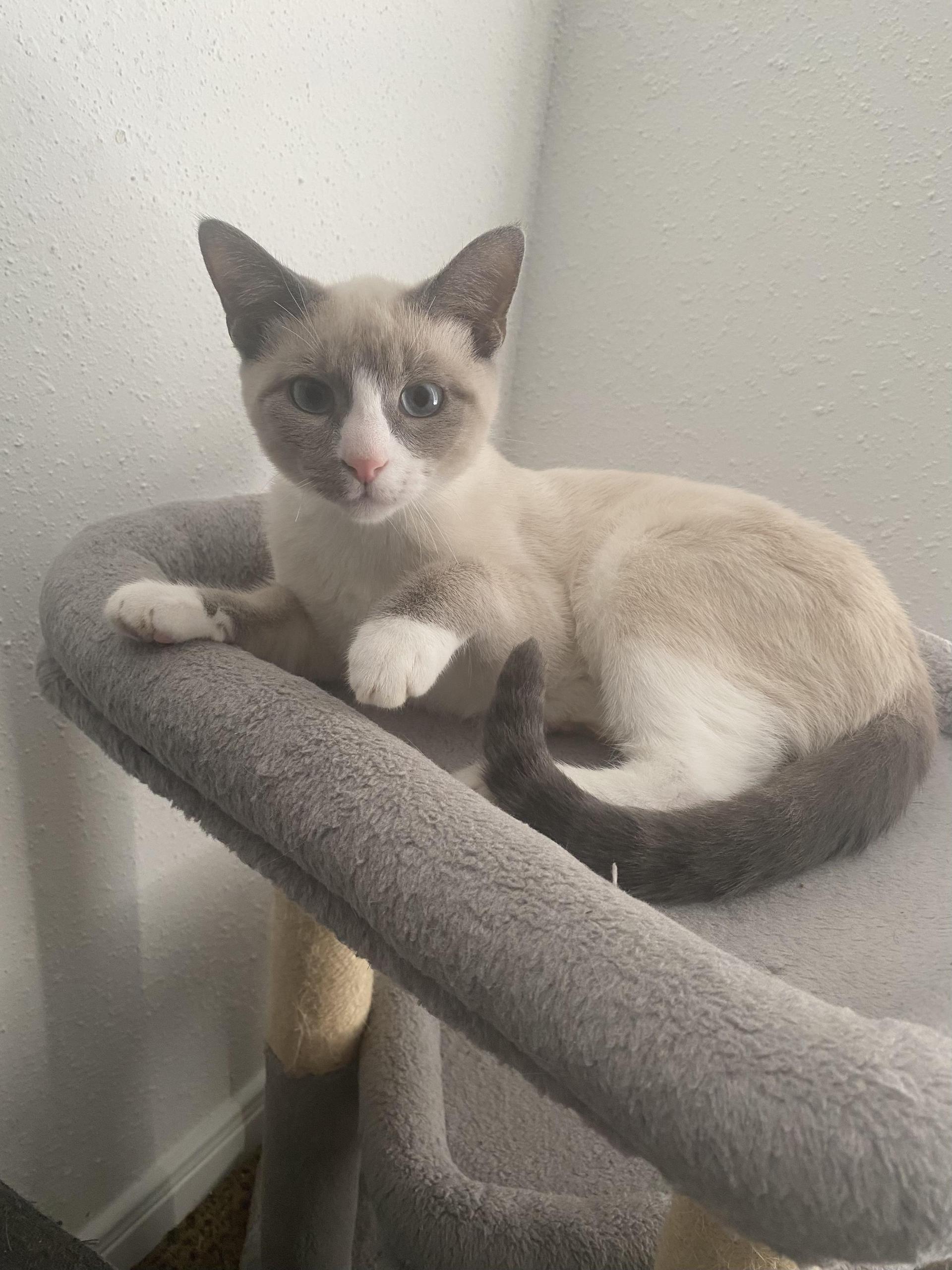 A young medium-sized male Cream / Ivory Snowshoe cat named Nico for adoption in Humble, TX