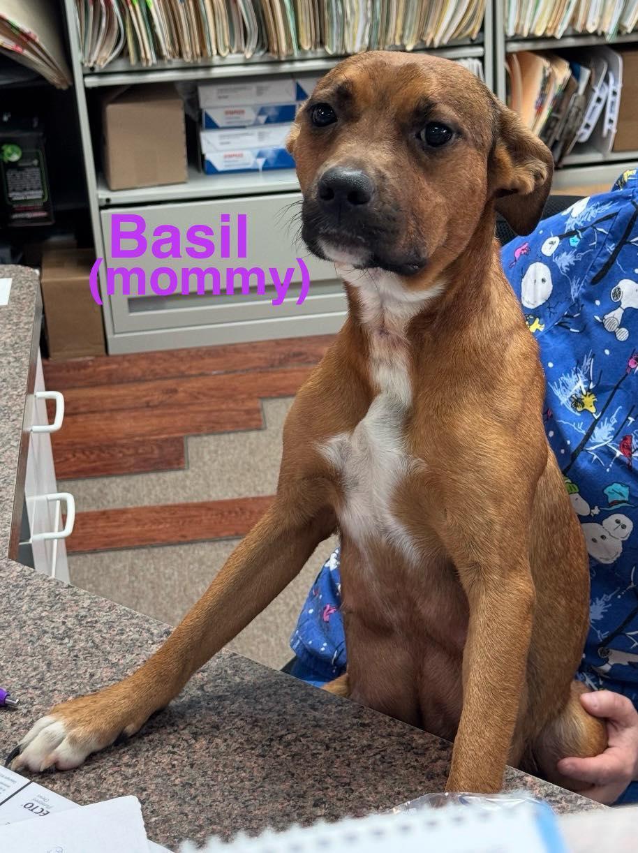 Basil