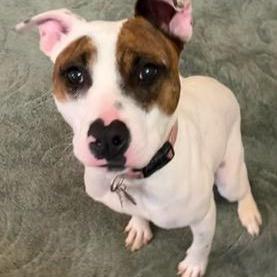 A young medium-sized female Terrier dog named Artemis for adoption in Blacksburg, VA