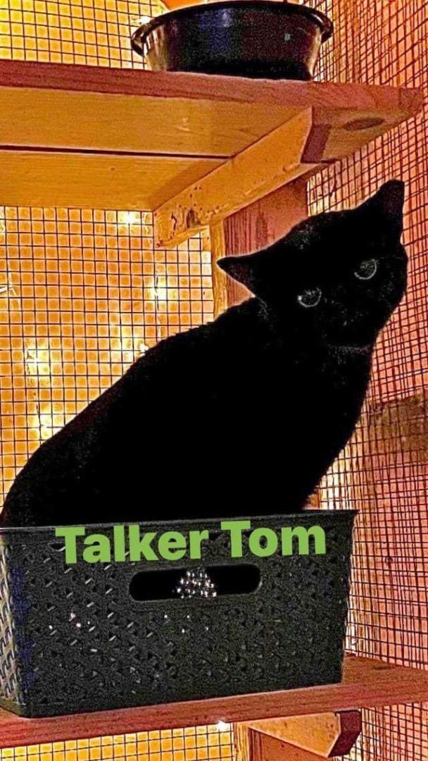 Talker Tom