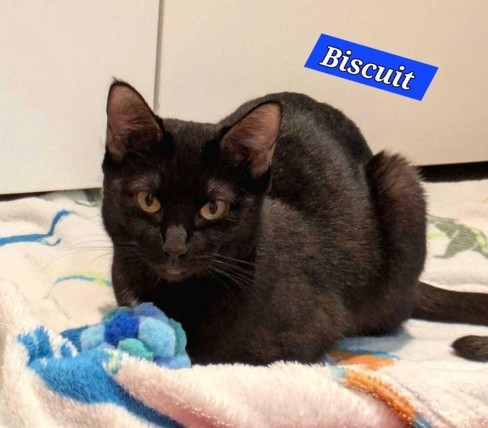 Biscuit