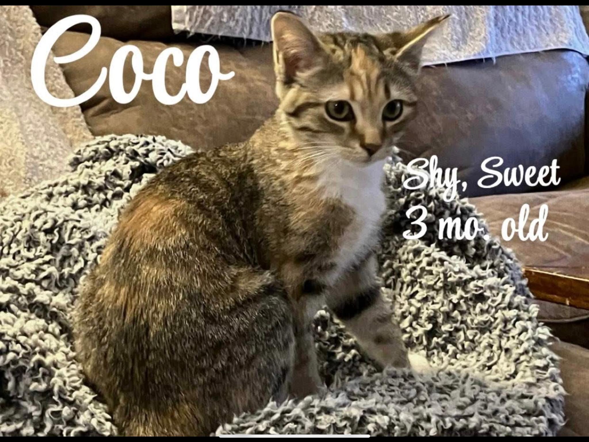 Coco