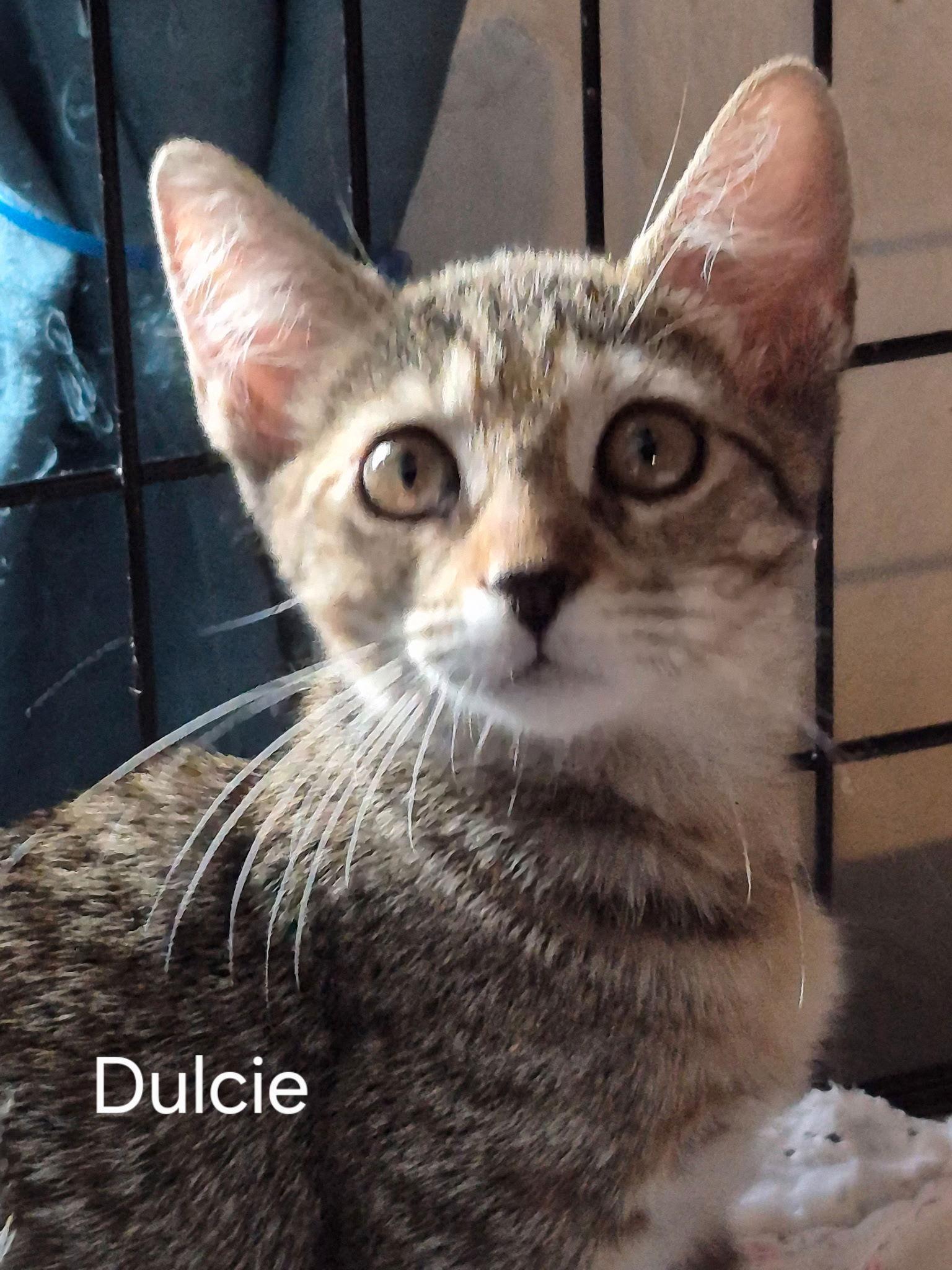 Dulcie