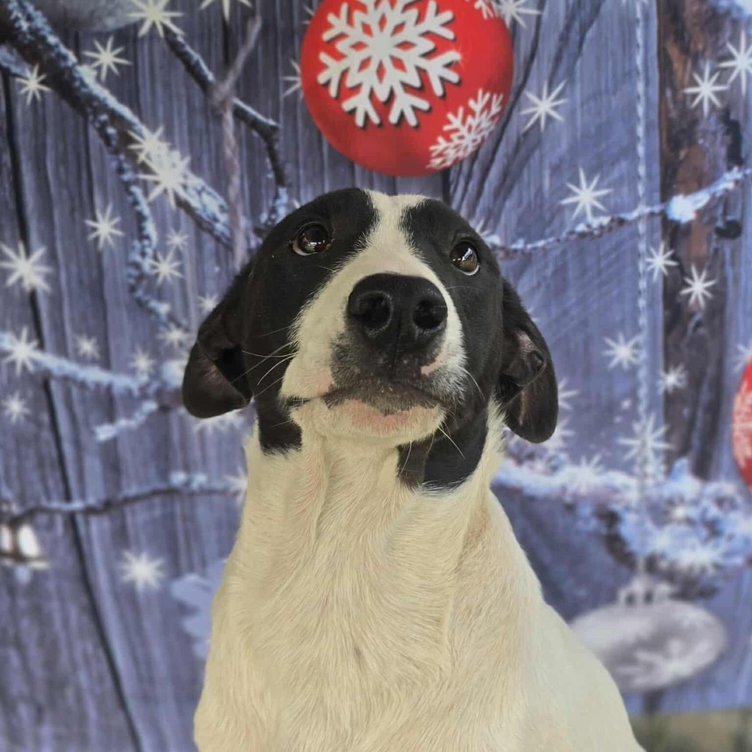 A young medium-sized male White / Cream Mixed Breed dog named Bashful for adoption in Kempner, TX