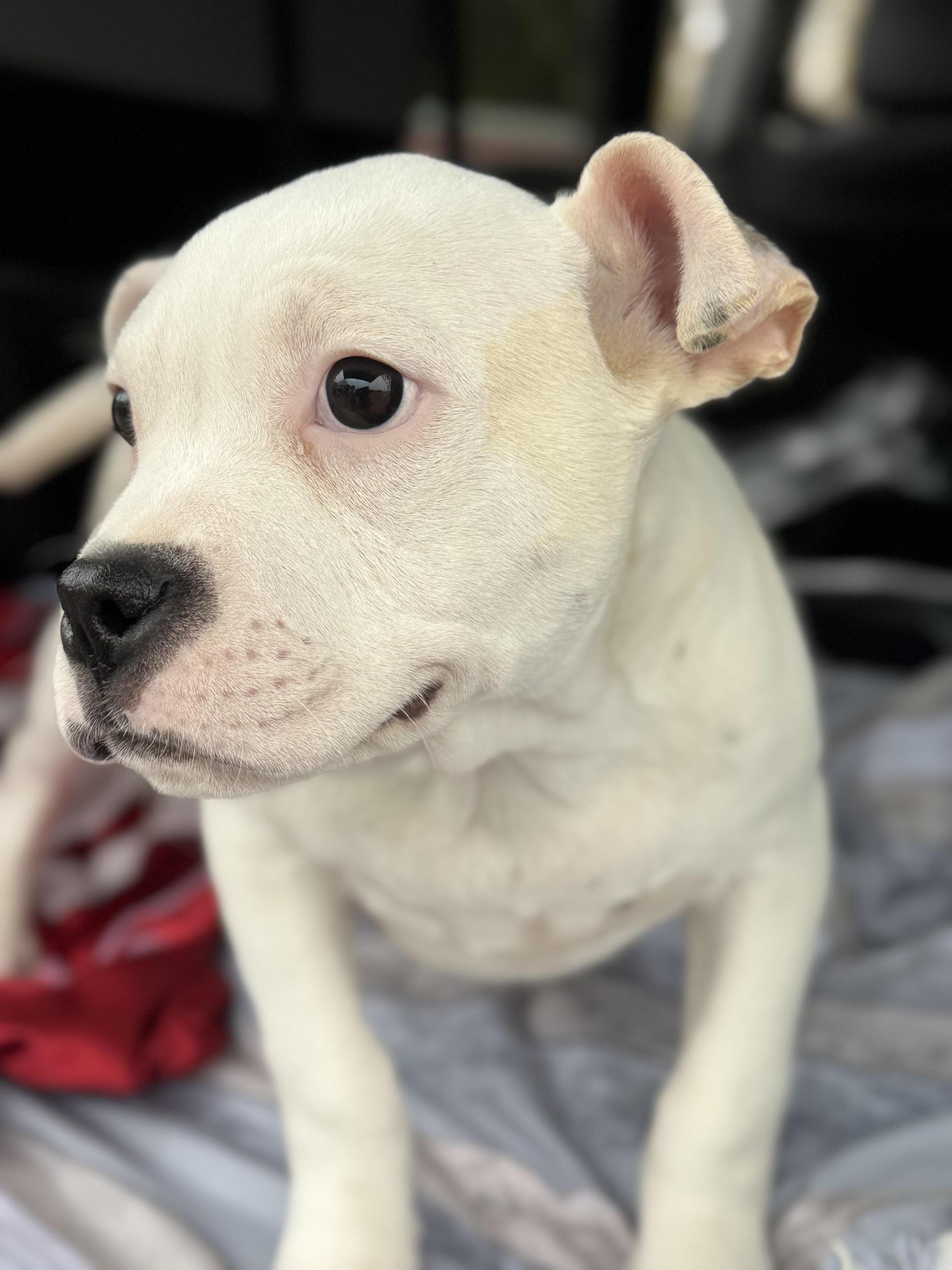 A baby large-sized male Boxer dog named Stitch for adoption in Fosters, AL