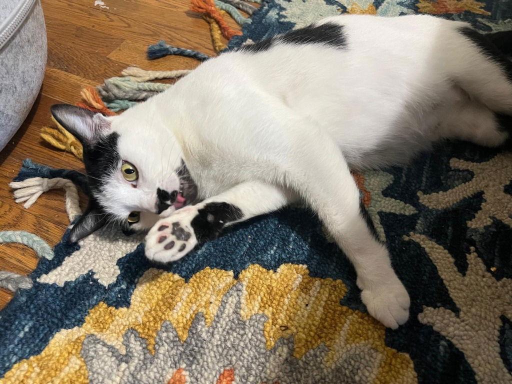 A young medium-sized female Black & White / Tuxedo Domestic Short Hair cat named Cookie for adoption in St. Helens, OR