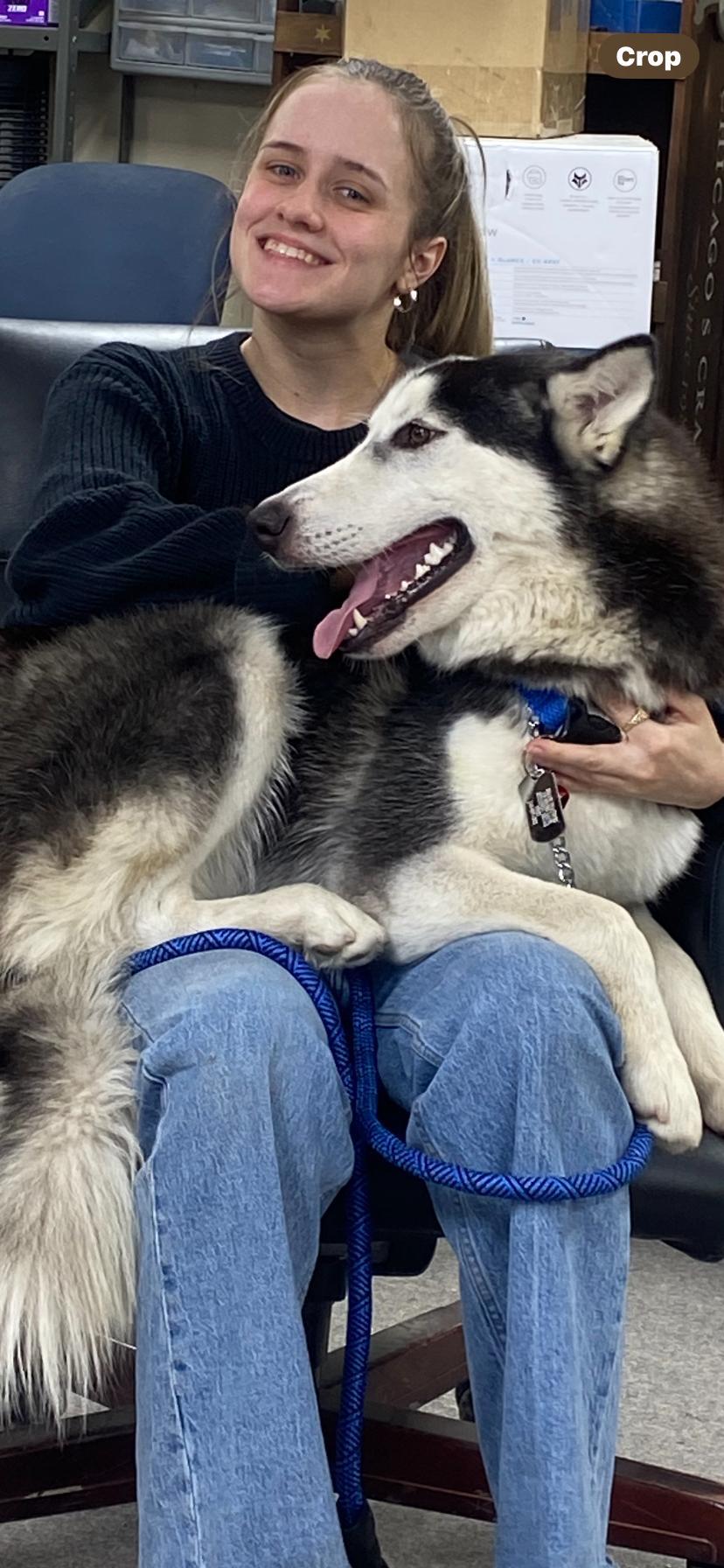 A young large-sized male Husky dog named Bailey for adoption in Houston, TX