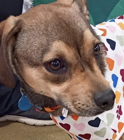 Ginger Chihuahua Mix