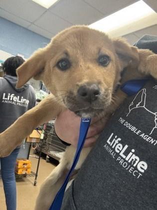 A baby small-sized female Mixed Breed dog named Aubrey for adoption in Chamblee, GA