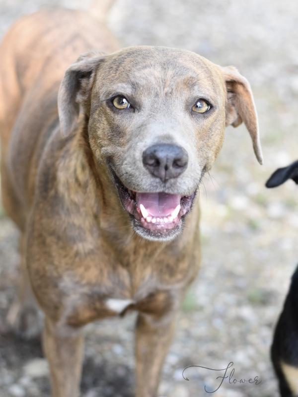A young medium-sized female Brindle Labrador Retriever dog named Flower for adoption in Conroe, TX