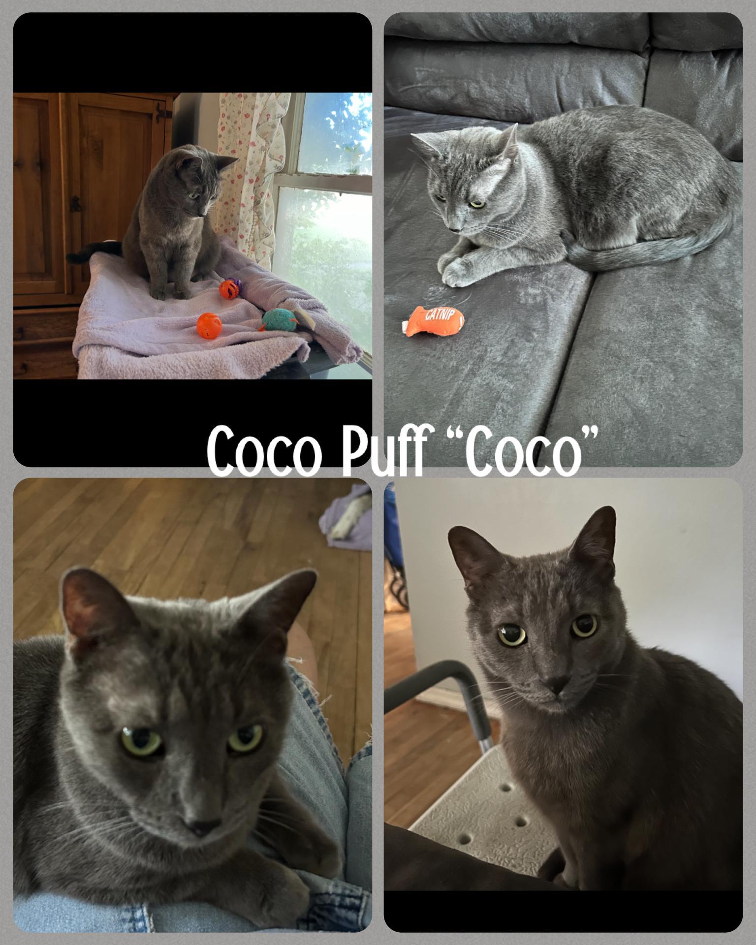 Coco Puff "coco"