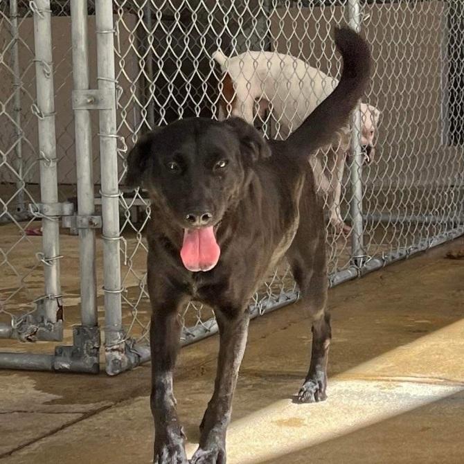 An adult medium-sized male Black Labrador Retriever dog named Legend for adoption in Humacao, PR