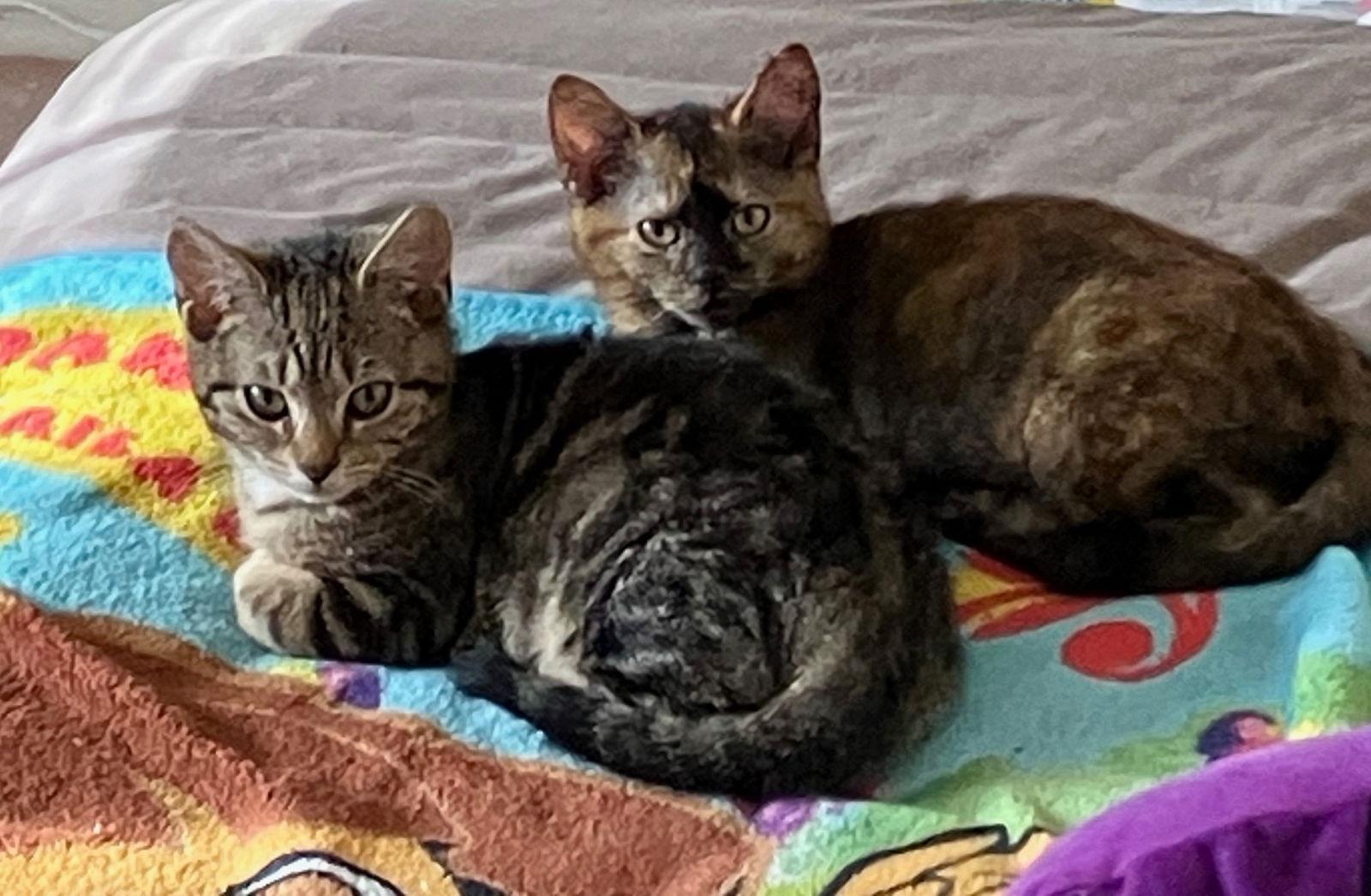 Twilight & Solstice: Bonded