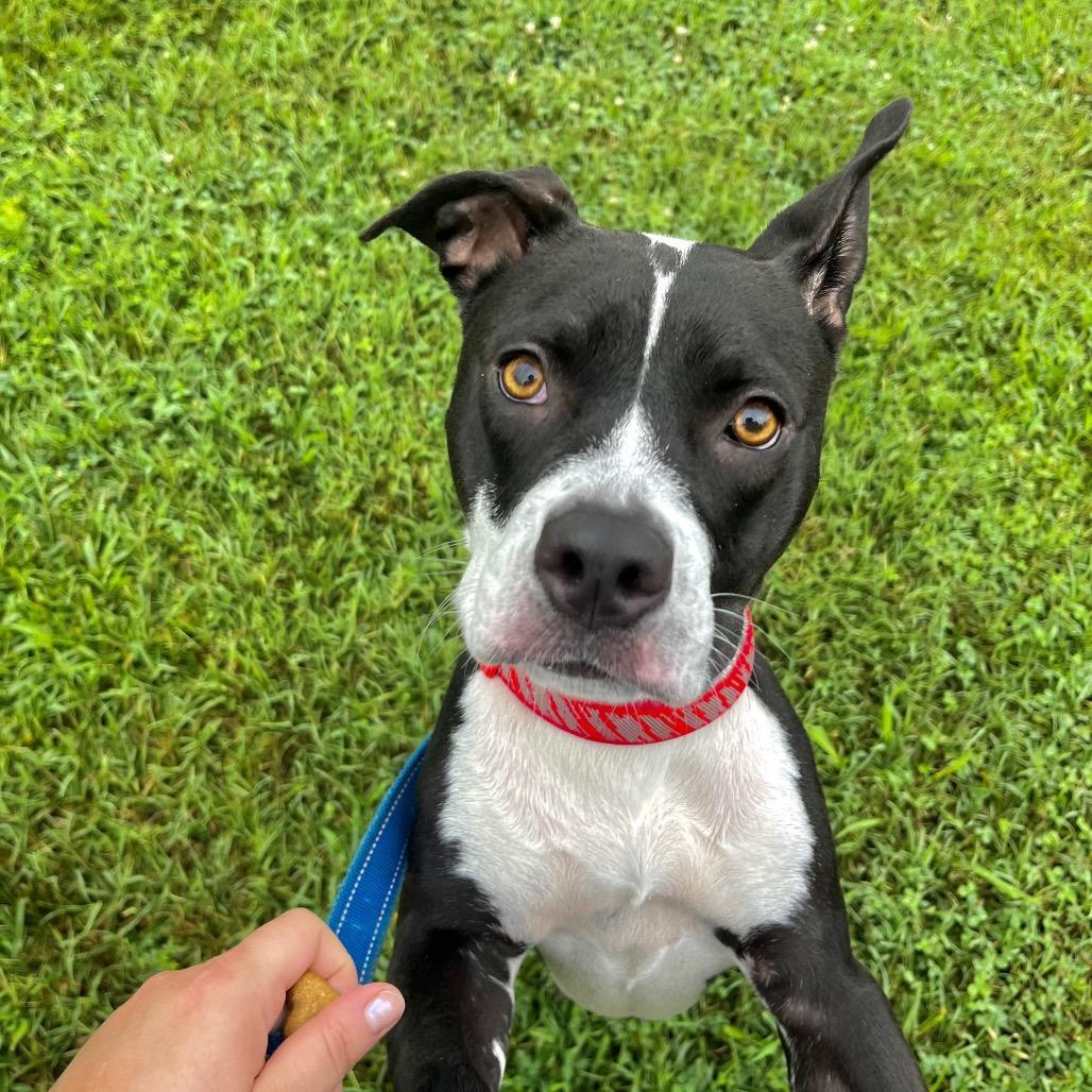 An adult medium-sized female Black American Staffordshire Terrier dog named Sadie for adoption in Sherwood, OR