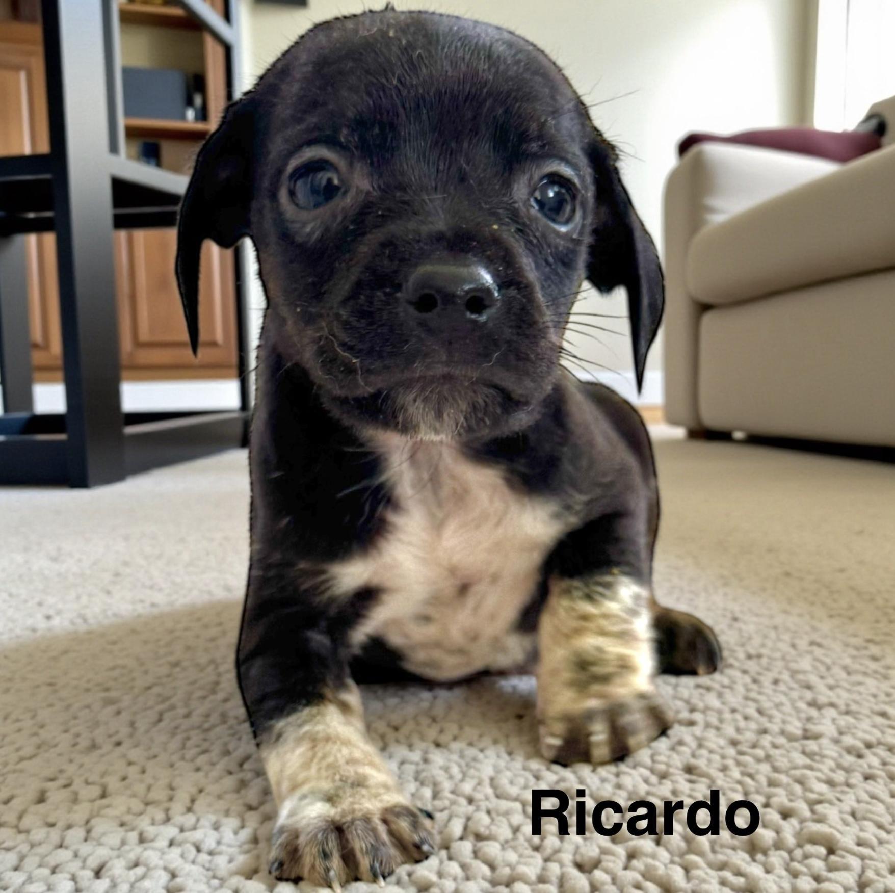 Ricardo