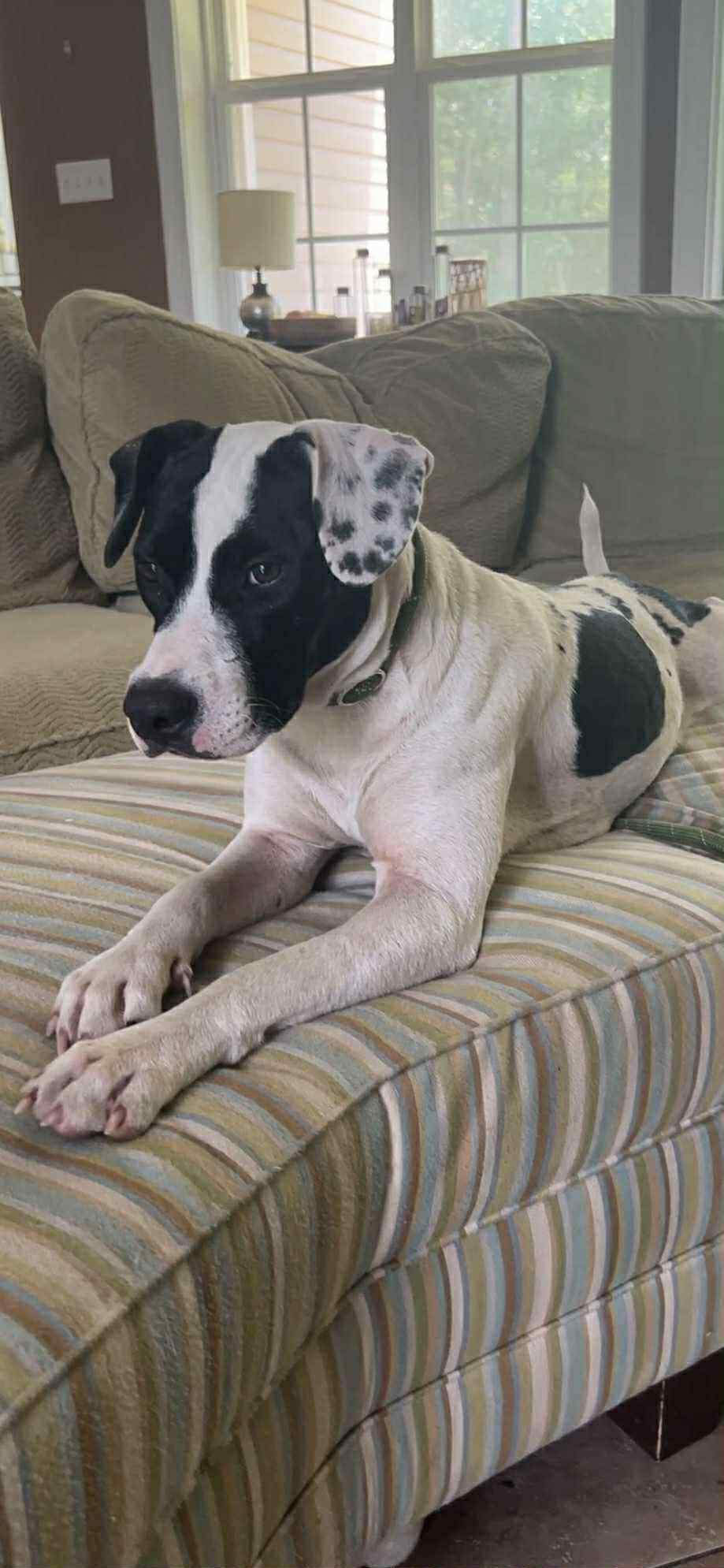 A young medium-sized female White / Cream Dalmatian dog named Daisy Mae for adoption in Lucedale, MS