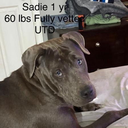Sadie