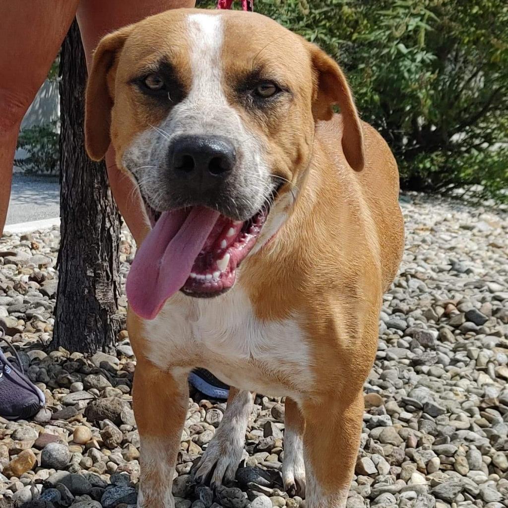 A young medium-sized male Red / Chestnut / Orange Black Mouth Cur dog named Beasley for adoption in Seguin, TX