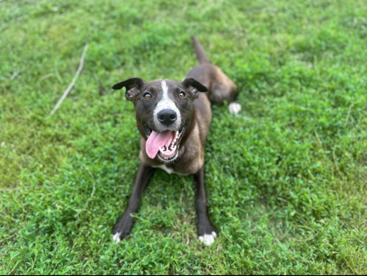 Hopscotch! Smart Silly Girl! photo 1
