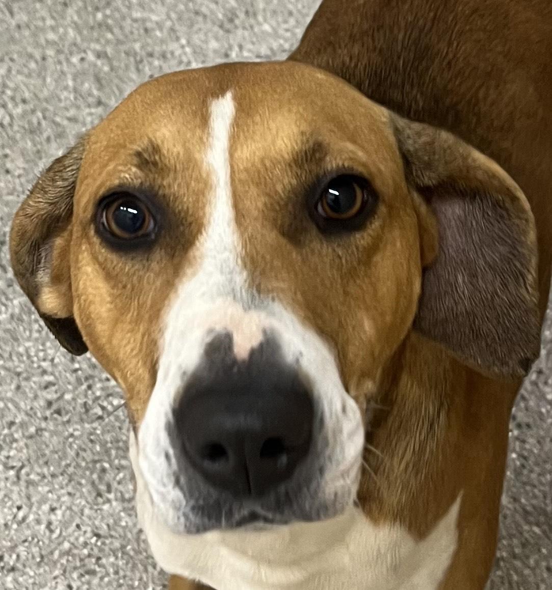 Menorah Foxhound Beauty