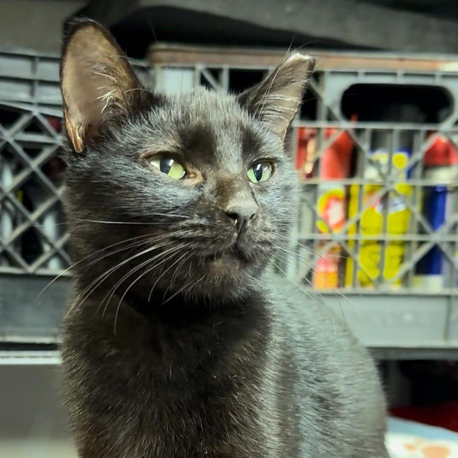 A baby medium-sized female Black Domestic Short Hair cat named Astra for adoption in Miami, FL