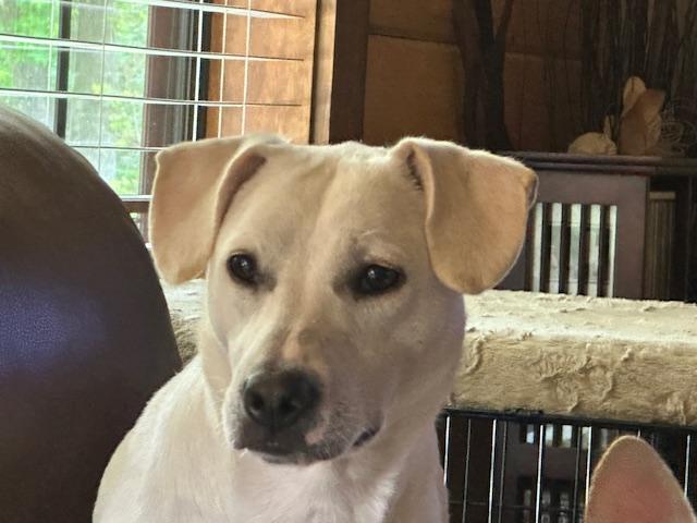 A young medium-sized female Apricot / Beige Labrador Retriever dog named Brandya for adoption in Conroe, TX