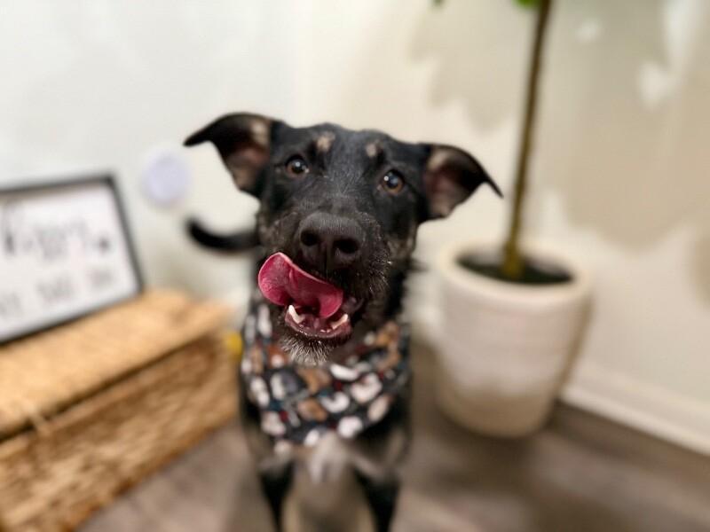 Lilly Cutie Patootie