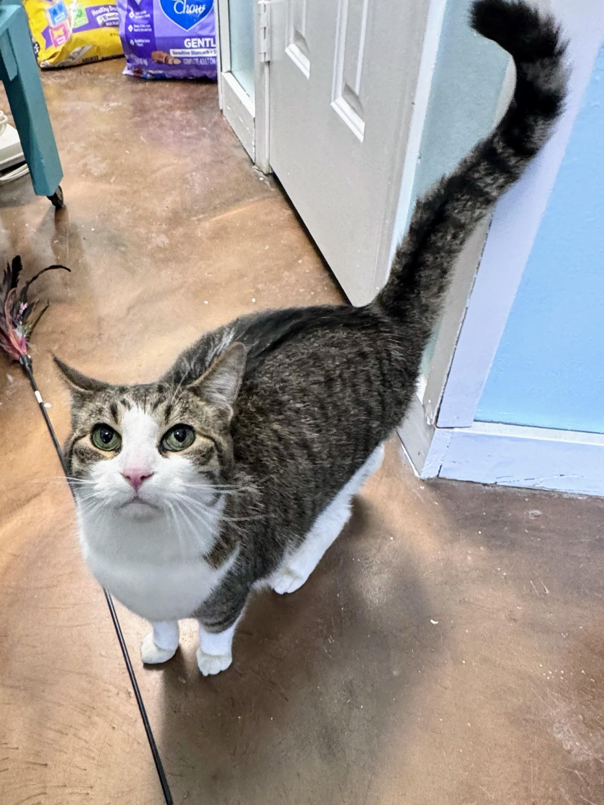 An adult medium-sized male Tabby (Brown / Chocolate) Tabby cat named Joe for adoption in Scottsburg, IN