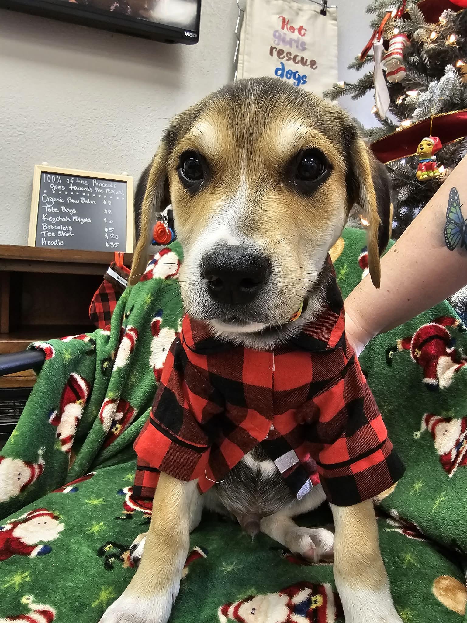 Theo The Shepherd Mix