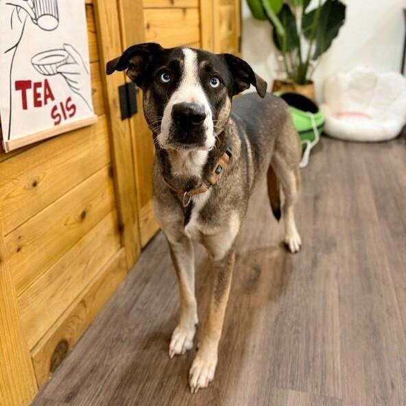 Freddy Potato The Pack