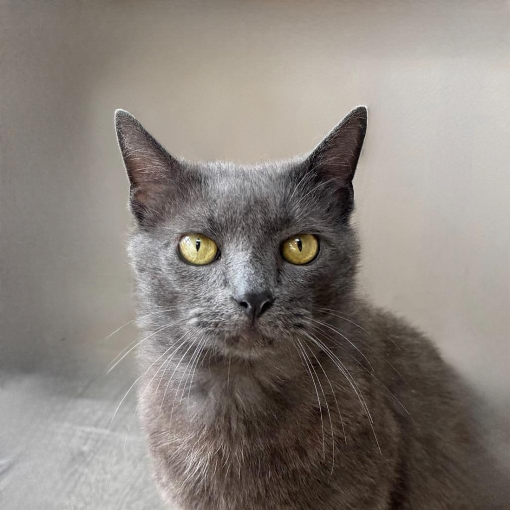 Cat King Cole photo 1