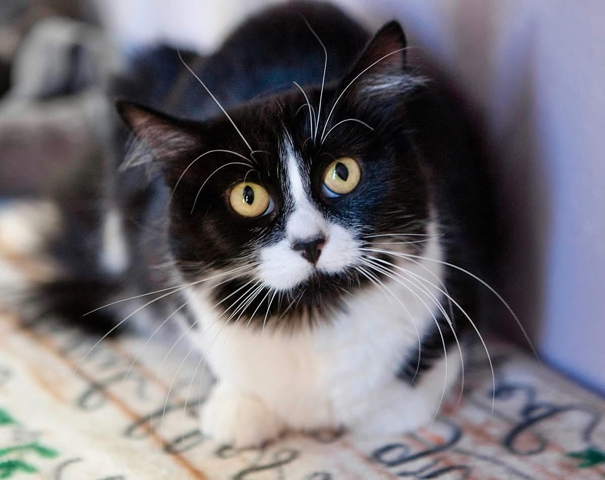An adult medium-sized female Domestic Medium Hair cat named Mama Bee for adoption in Lakewood, CO