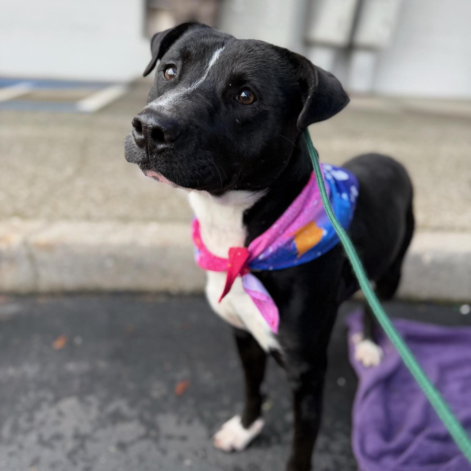 Benji Your Best Friend