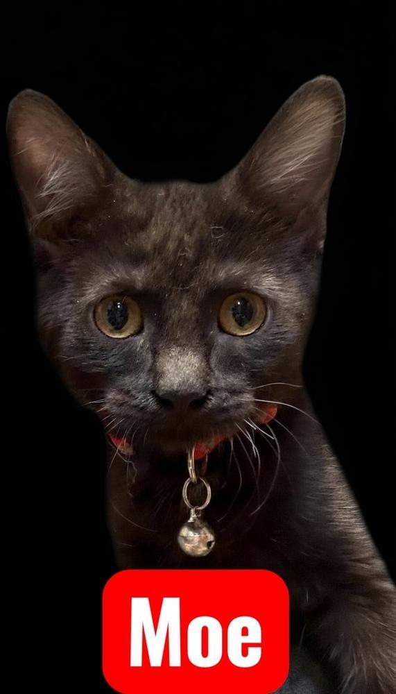 Moe