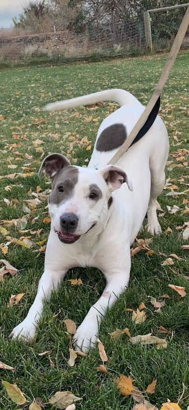 An adult large-sized female Pit Bull Terrier dog named Keesha for adoption in Selah, WA