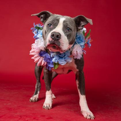 An adult medium-sized female Pit Bull Terrier dog named Sweeties for adoption in Atlanta, GA
