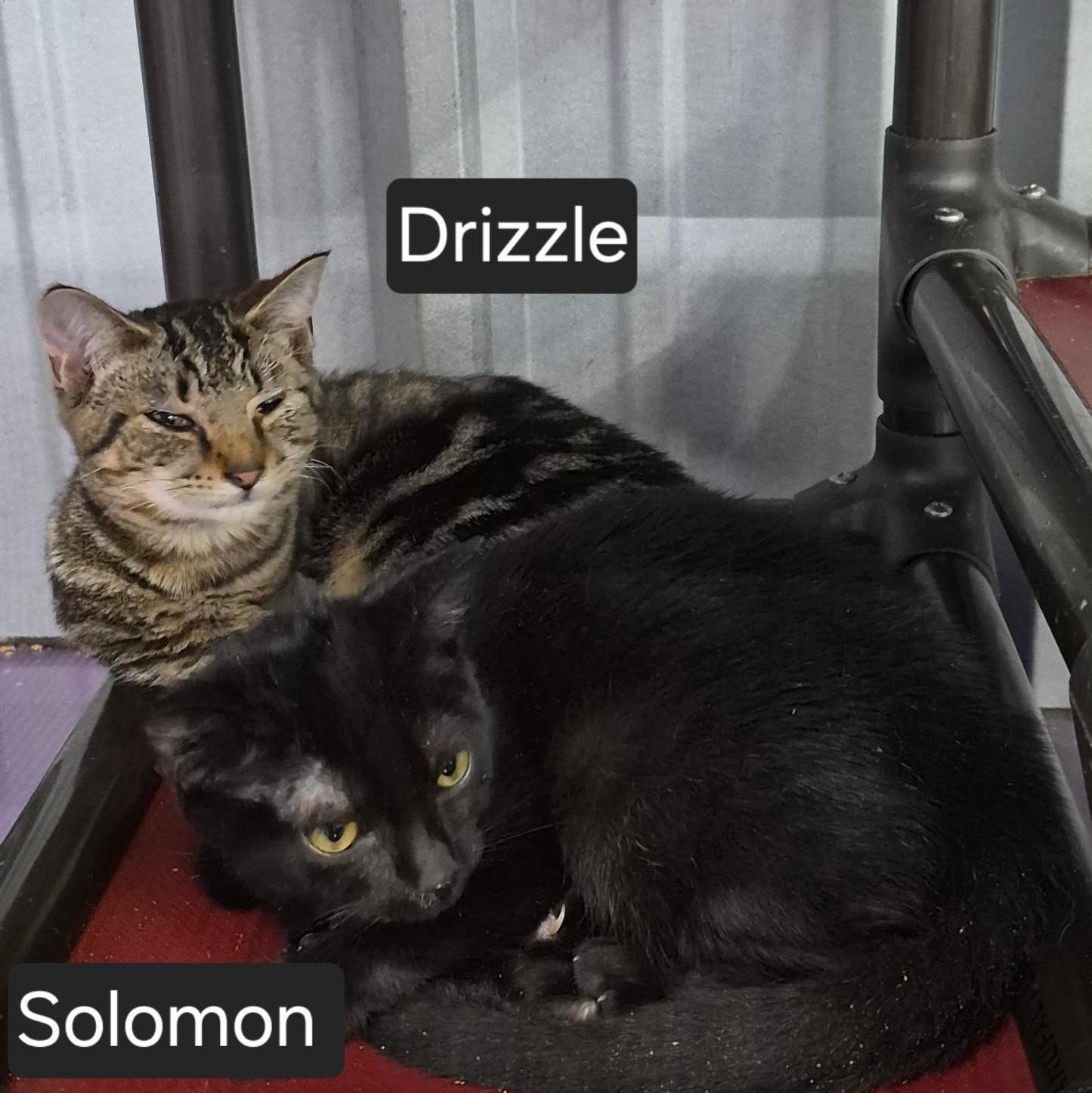 Drizzle & Solomon