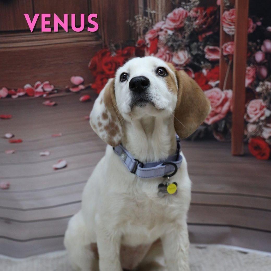 Venus