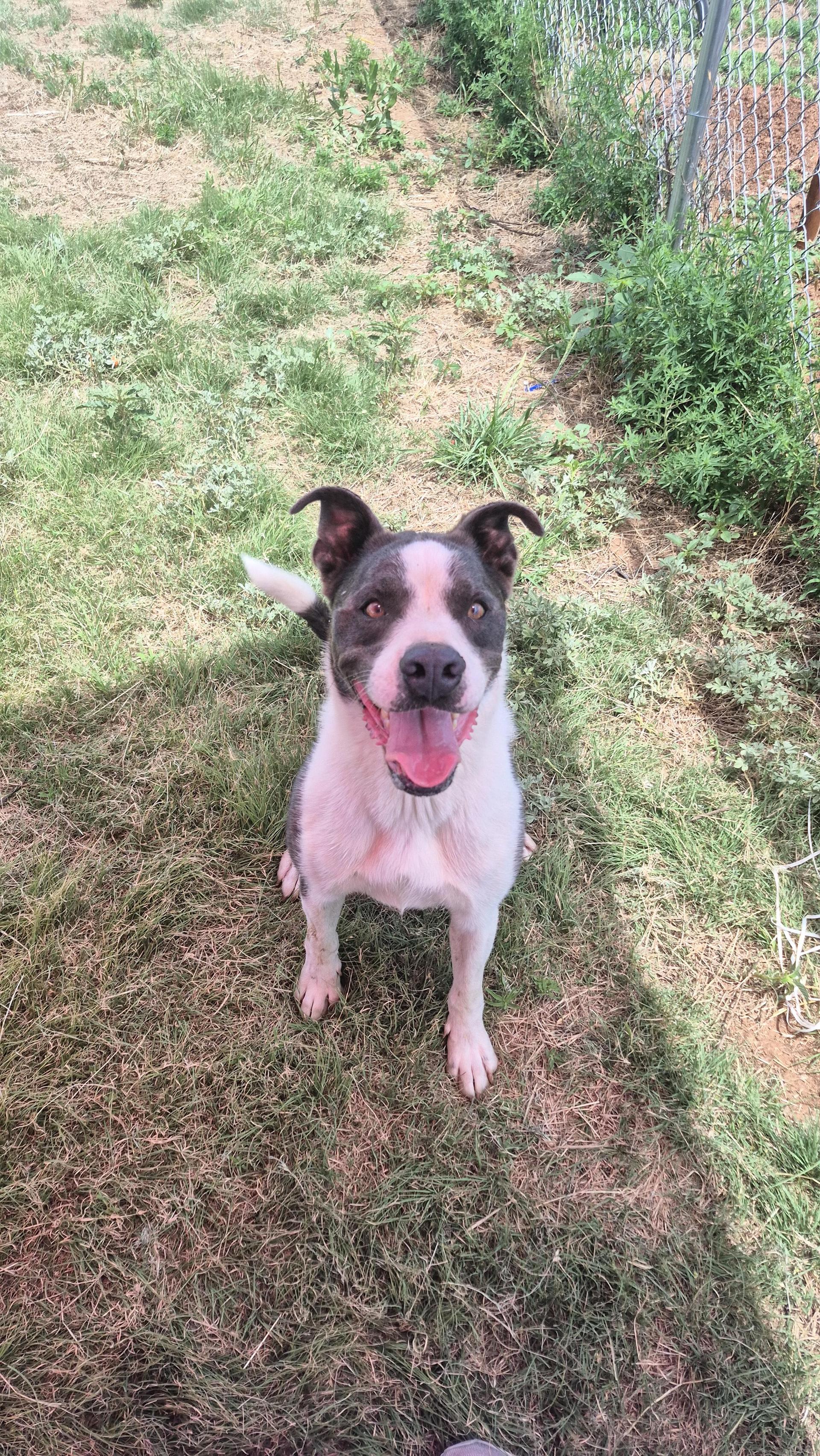 An adult medium-sized male Brindle Mixed Breed dog named Sebastian for adoption in Canyon, TX