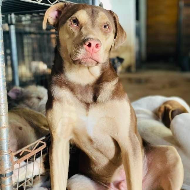 A young medium-sized male Brown / Chocolate Terrier dog named Rugby for adoption in Goliad, TX