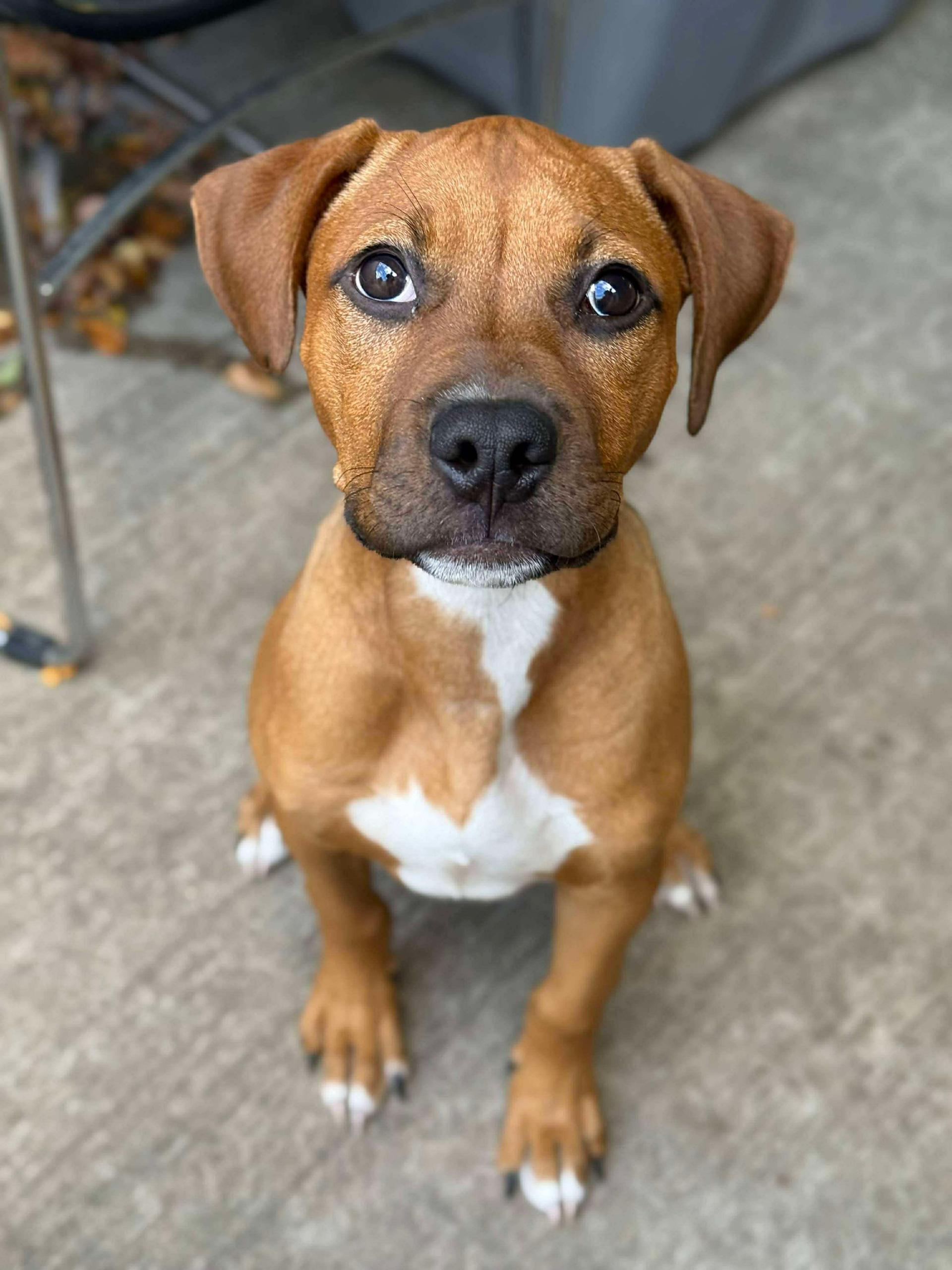 Peanut Butter photo 1