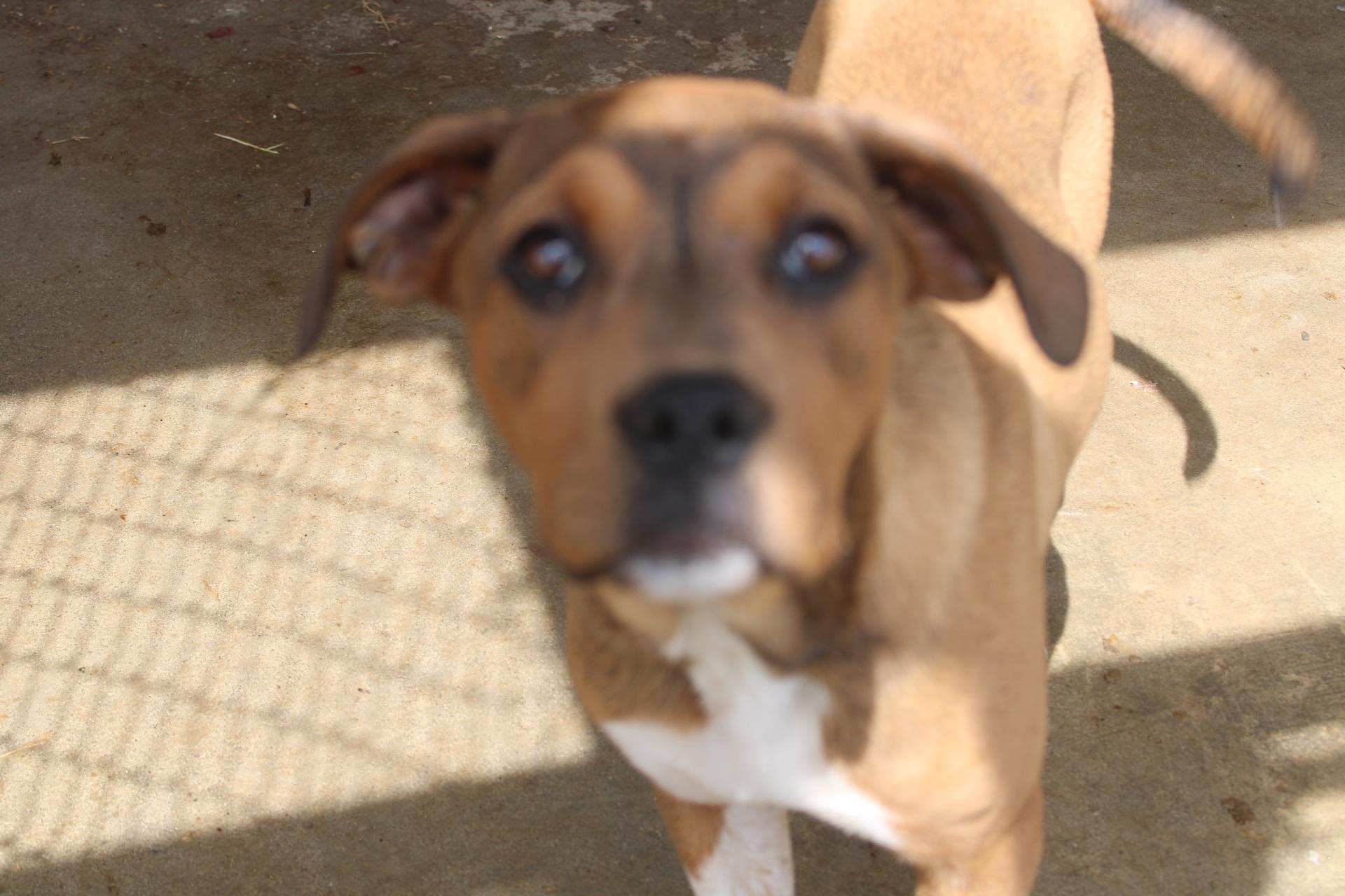 An adult extra large-sized female Brown / Chocolate Pit Bull Terrier dog named Candy And Sandy for adoption in Zaleski, OH
