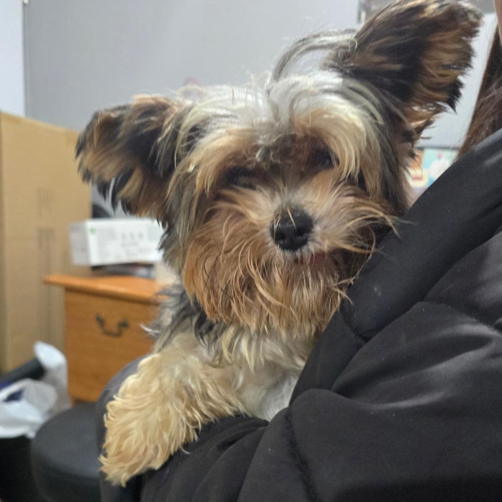 An adult small-sized male Yorkshire Terrier dog named Dozer B for adoption in Wappingers Falls, NY