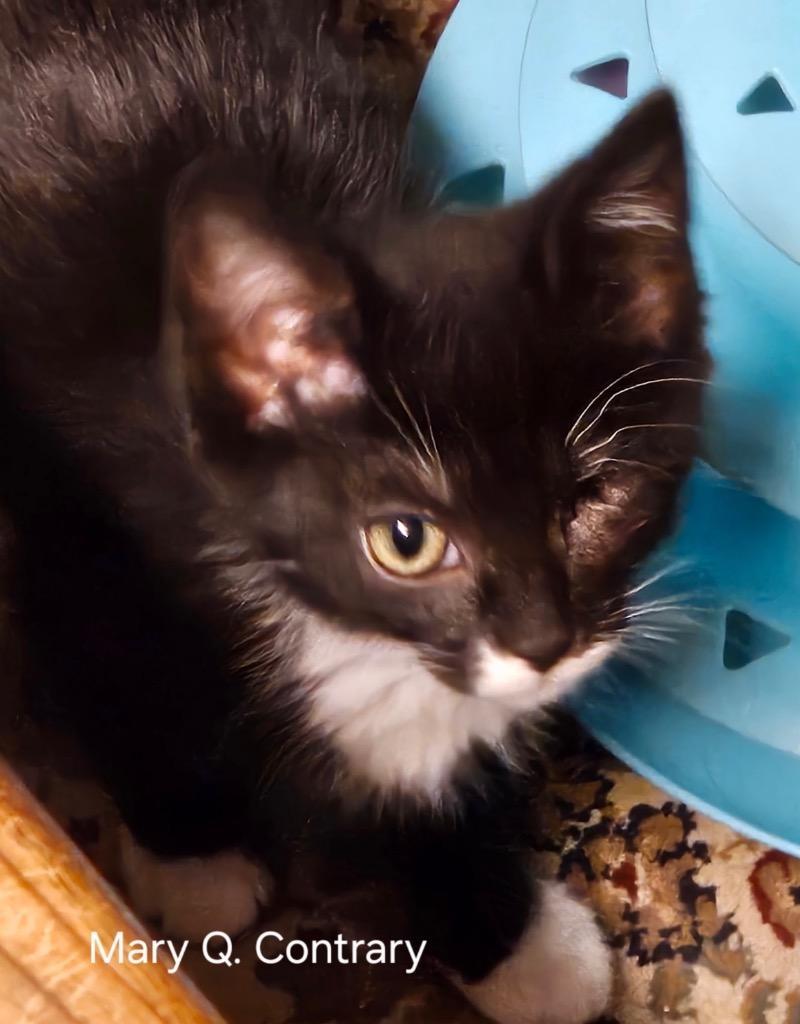 Mary Quite Contrary photo 1