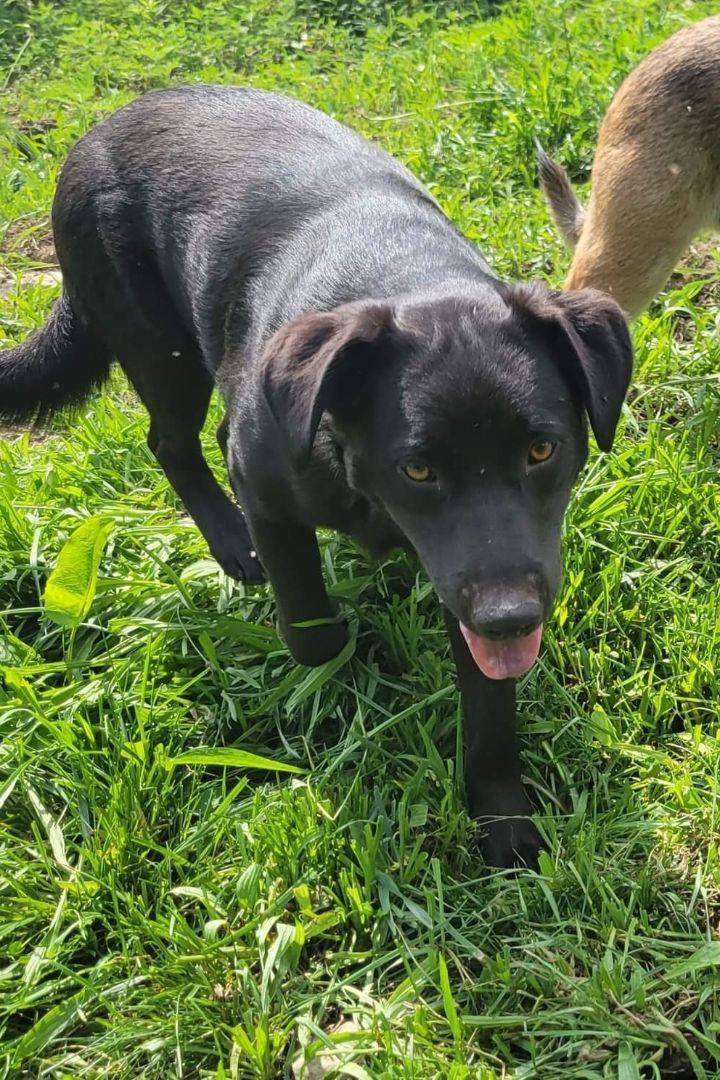 An adult medium-sized female Black Australian Cattle Dog / Blue Heeler dog named Mack for adoption in Manassas, VA