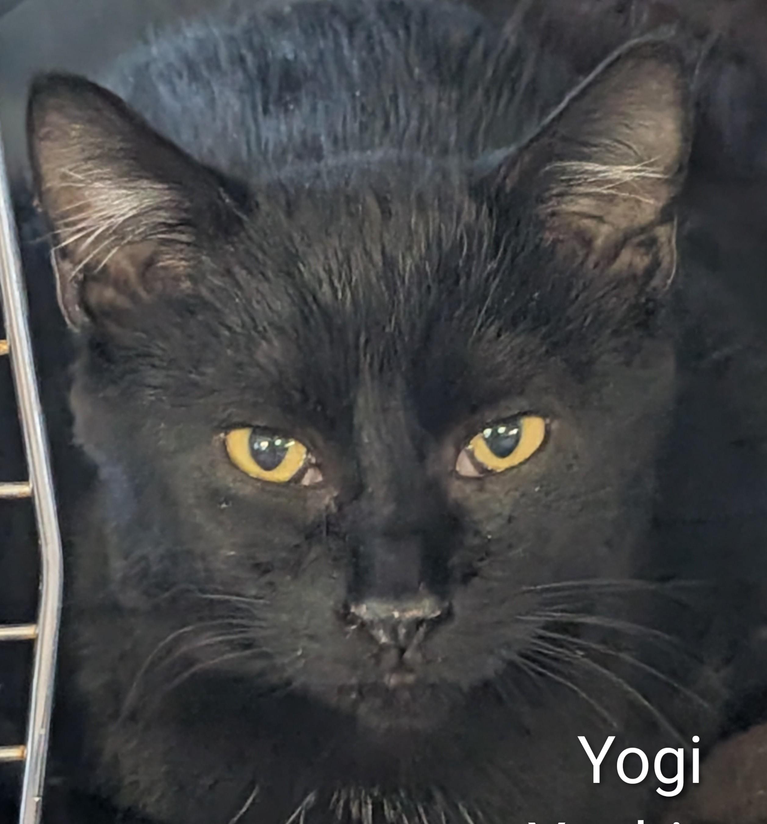 Yogi