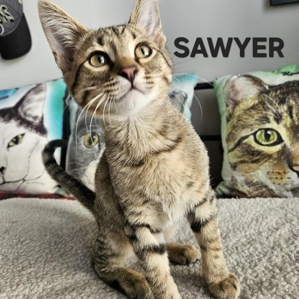 Sawyer