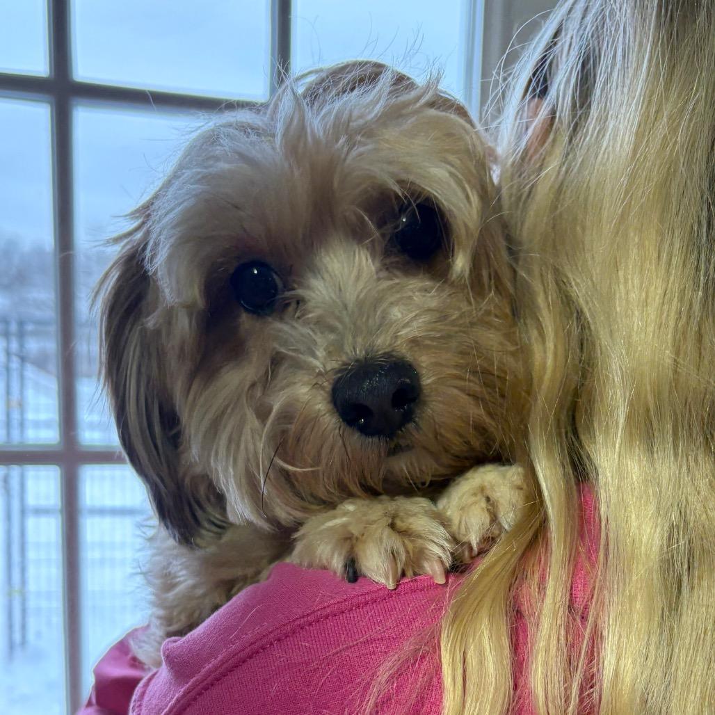 An adult small-sized male Apricot / Beige Poodle dog named Joey B for adoption in Wappingers Falls, NY